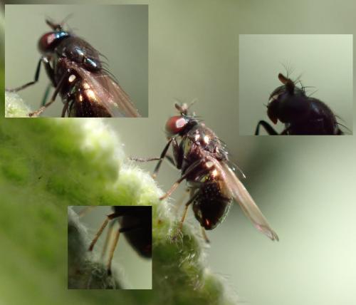 Psilopa polita